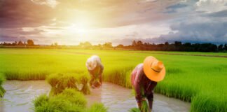 Welfare Scheme Highlighting PM-KISAN